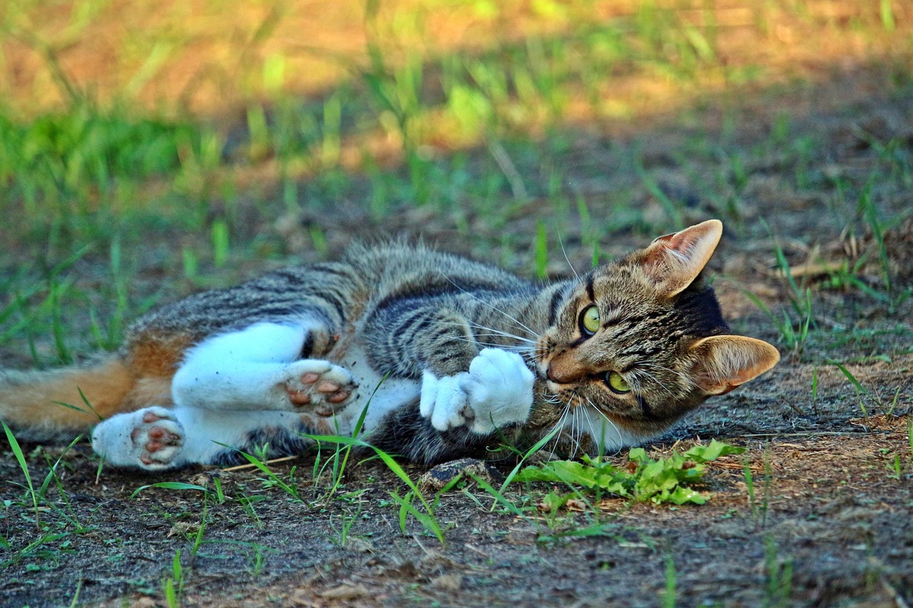 新奥彩270808cm查询：虎-龙-猴-鼠